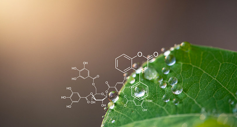 Two Days Hands On Training In Phytochemistry Biomeitez Research 